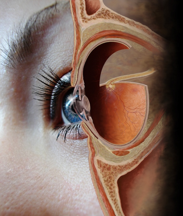 Anterolateral view of a sectioned eye - stock image